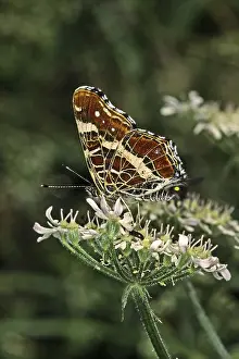 Pterygote Insect Photography Tips Drucke: Araschnia levana, map