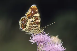 No People Nature Photos Drucke: Araschnia levana, map