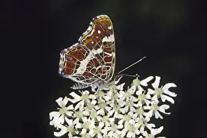 Flying Insect Natural Environment Drucke: Araschnia levana, map