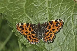 Insect Fauna Natural Environment Drucke: Araschnia levana, map, spring form
