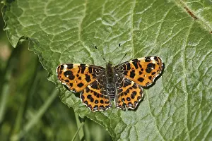 Wildlife Photography Map Drucke: Araschnia levana, map, spring form