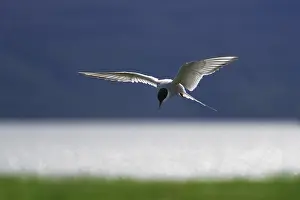 Northern Europe Animals Drucke: Arctic Arctic Tern (Sterna paradisaea)
