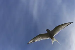 Deserted Island Birds Drucke: Arctic Arctic Tern (Sterna paradisaea)