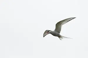 Westfjords Wildlife Photography Drucke: Arctic Arctic Tern (Sterna paradisaea)