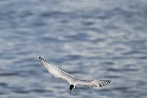 Schleswig Holstein Nature Drucke: Arctic Arctic Tern (Sterna paradisea) in a dive