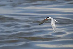 Arctic Tern In Mid Air Drucke: Arctic Arctic Tern (Sterna paradisea) in flight