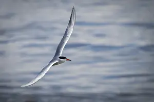 Arctic Tern In Flight Drucke: Arctic Arctic Tern (Sterna paradisea) in flight