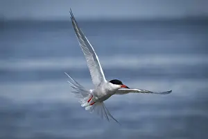 Schleswig Holstein Nature Drucke: Arctic Arctic Tern (Sterna paradisea) in flight