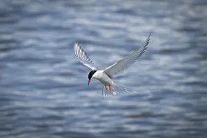 Schleswig Holstein Wildlife Drucke: Arctic Arctic Tern (Sterna paradisea) in flight