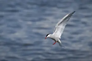 Arctic Tern In Flight Drucke: Arctic Arctic Tern (Sterna paradisea) in flight