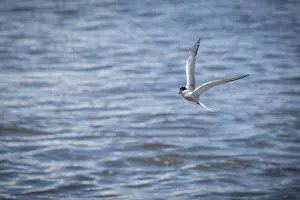 Arctic Tern In Flight Drucke: Arctic Arctic Tern (Sterna paradisea) in flight