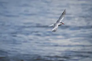Arctic Tern In Flight Drucke: Arctic Arctic Tern (Sterna paradisea) in flight