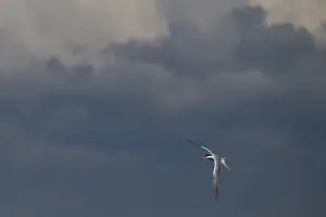 Arctic Tern In Flight Drucke: Arctic Arctic Tern (Sterna paradisea) in flight in front of a dark cloud