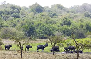 Drucke von Arktischer Büffel (Syncerus caffer), Herde, Akagera-Nationalpark oder Kagera-Nationalpark, Ostprovinz, Ruanda Ruanda Drucke: Arktischer Büffel (Syncerus caffer)
