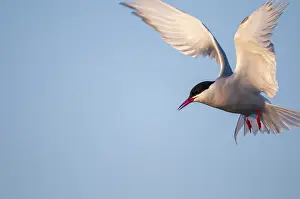 Arctic Tern Norway Drucke: Arctic tern, arctic tern, Norway