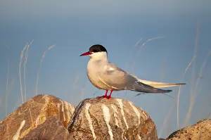 Arctic Tern Norway Drucke: Arctic tern, arctic tern, Norway