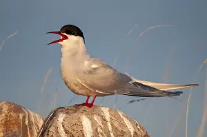 Arctic Tern Norway Drucke: Arctic tern, arctic tern, Norway