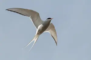 Arctic Tern Norway Drucke: Arctic tern, arctic tern, Norway