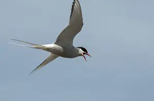 Arctic Tern In Mid Air Drucke: Arctic tern, arctic tern, Norway