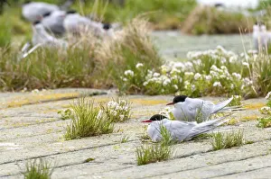 Küstenseeschwalbe Drucke: Arktische Buchttaucher, arktische Buchttaucher, Norwegen.