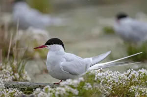 Küstenseeschwalbe Drucke: Kreuzmeerschwalbe, Kreuzmeerschwalbe, Norwegen.
