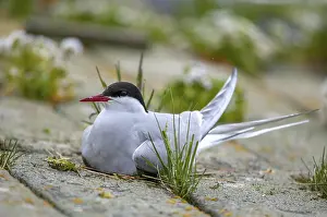 Küstenseeschwalbe Drucke: Arktische Buntschwänze, arktische Buntschwänze, Norwegen.