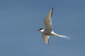 Küstenseeschwalbe Drucke: Arktische Buntschwänzchen, arktische Buntschwänzchen, Norwegen.