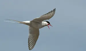 Küstenseeschwalbe Drucke: Arktischer Bussard, arktischer Bussard, Norwegen.