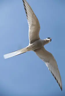 Küstenseeschwalbe Drucke: Arktische Bussard, arktischer Bussard, Norwegen.