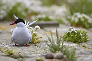 Küstenseeschwalbe Drucke: Arktischer Bussard, arktischer Bussard, Norwegen.