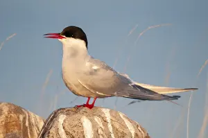 Küstenseeschwalbe Drucke: Arktische Buntstelze, arktische Buntstelze, Norwegen.
