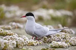 Küstenseeschwalbe Drucke: Arktischer Bussard, arktischer Bussard, Norwegen.