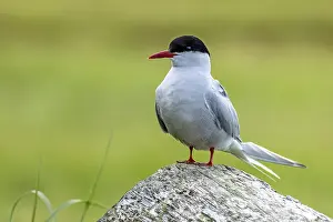 Deserted Shorebird Habitat Drucke: Arctic tern, Sterna paradisaea