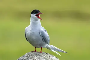 Charadriiformes Birds Online Drucke: Arctic tern, Sterna paradisaea