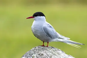 Charadriiformes Birds Online Drucke: Arctic tern, Sterna paradisaea