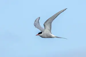 Wading Bird Wildlife Images Drucke: Arctic tern, Sterna paradisaea