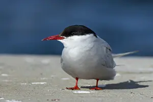 Deserted Shorebird Habitat Drucke: Arctic tern, Sterna paradisaea