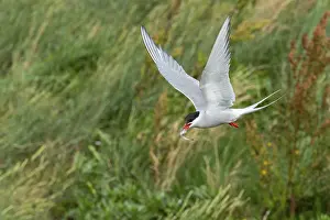 Seabird Photography Europe Drucke: Arctic tern (Sterna paradisaea)