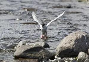 Arctic Tern Iceland Drucke: Arctic Tern (Sterna paradisaea)