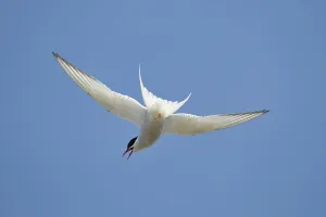 Arctic Tern Drucke: Arctic tern (Sterna paradisaea)