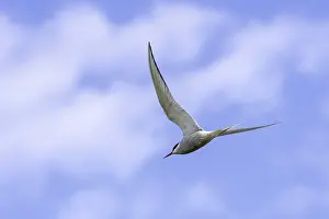Arctic Tern In Flight Drucke: Arctic tern (Sterna paradisaea) in flight against cloudy sky