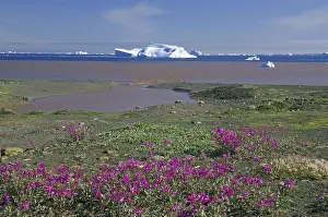 River Delta Landscape Drucke: Arctic willowherb, river delta