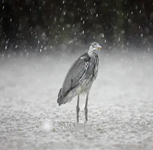 Wildlife Landscape Photo Drucke: Ardeidae / heron