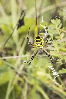 Drucke von Argiope bruennichi, Wespen-Spinne, Zebra-Spinne, Tiger-Spinne, Seidenschleifenspinne - Argiope bruennichi, Wespenspinne aus Niedersachsen Weberknecht Drucke: Argiope bruennichi, Wespenspinne.