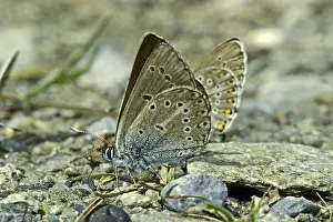 Lepidopteran Insects Pictures Drucke: Aricia eumedon, Eumedonia eumedon