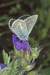 Aricia eumedon, Eumedonia eumedon