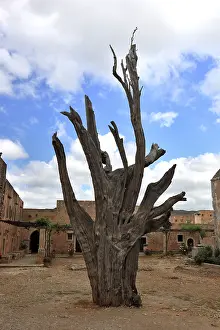 Greek Sacred Building Drucke: Arkadi Monastery, the bullet tree