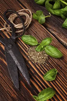 Culinary Herb Photography Drucke: Aromatic culinary herbs, basil