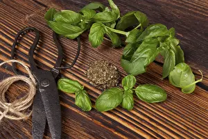 Fresh Basil Leaves Drucke: Aromatic culinary herbs, basil