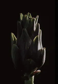 Studio Vegetable Shots Drucke: Artichoke